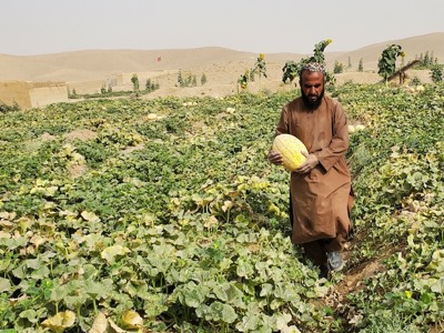Link to Hunger and war: conflict, food security and nutrition